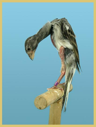 Illustration for article titled 6 Animals Shaped By Artificial Selection into Beautiful Monsters